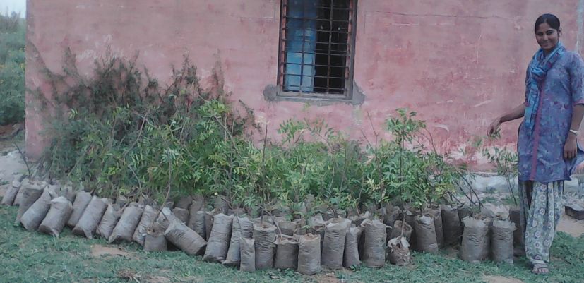 reforestation_rajesh1