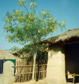 Moringa-Tree